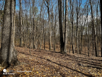 Timberland for Sale in Surry County NC - image 3