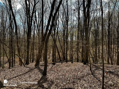 Timberland for Sale in Surry County NC - image 4