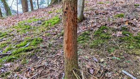 Hocking Hills Ohio Land for Sale - image 22