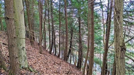 Hocking Hills Ohio Land for Sale - image 9