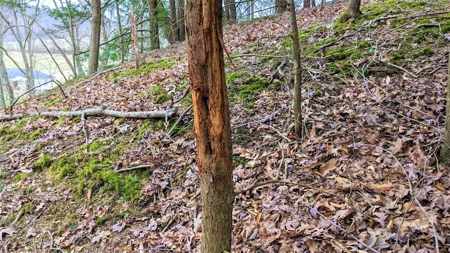 Hocking Hills Ohio Land for Sale - image 21