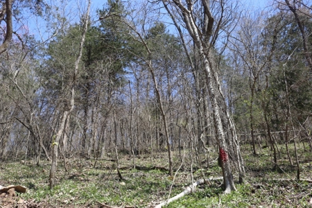 14 Acres of Wooded Land For Sale - image 22