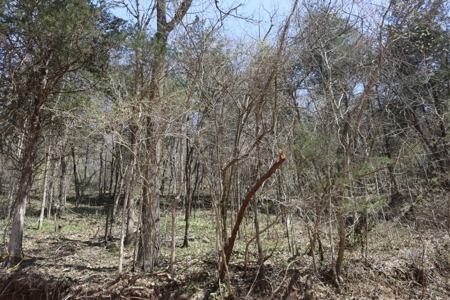 14 Acres of Wooded Land For Sale - image 14