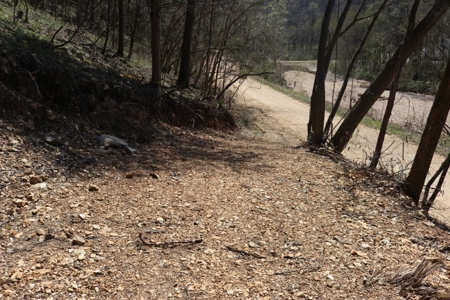 14 Acres of Wooded Land For Sale - image 18