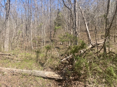 14 Acres of Wooded Land For Sale - image 8