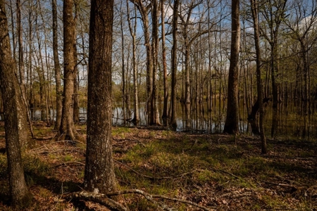 Hunting Land For Sale in Catahoula Parish, LA - 691 Acres - image 40