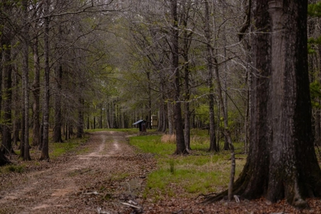 Hunting Land For Sale in Catahoula Parish, LA - 691 Acres - image 33