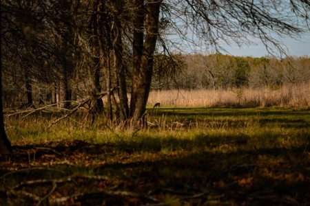 Hunting Land For Sale in Catahoula Parish, LA - 691 Acres - image 43