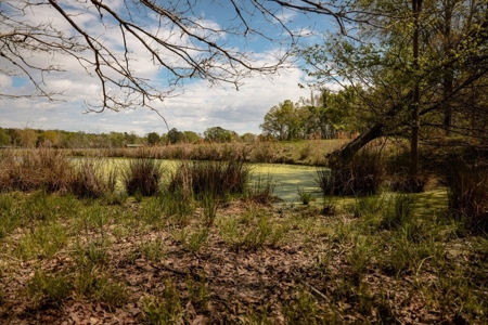 Hunting Land For Sale in Catahoula Parish, LA - 691 Acres - image 20