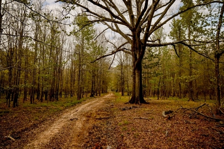Hunting Land For Sale in Catahoula Parish, LA - 691 Acres - image 31