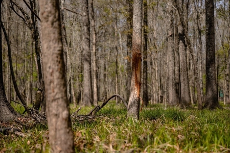 Hunting Land For Sale in Catahoula Parish, LA - 691 Acres - image 23