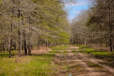 Hunting Land For Sale in Catahoula Parish, LA - 691 Acres - image 25