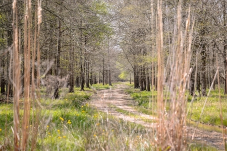 Hunting Land For Sale in Catahoula Parish, LA - 691 Acres - image 19