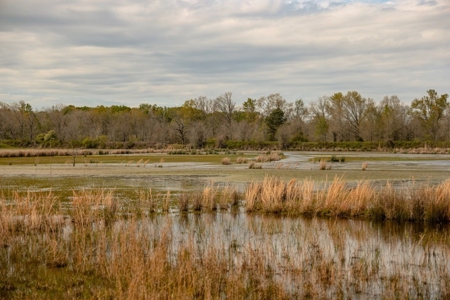 Hunting Land For Sale in Catahoula Parish, LA - 691 Acres - image 28