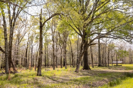 Hunting Land For Sale in Catahoula Parish, LA - 691 Acres - image 18