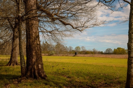 Hunting Land For Sale in Catahoula Parish, LA - 691 Acres - image 41