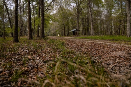 Hunting Land For Sale in Catahoula Parish, LA - 691 Acres - image 35