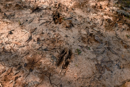 Hunting Land For Sale in Catahoula Parish, LA - 691 Acres - image 37