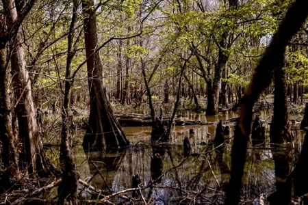 Hunting Land For Sale in Catahoula Parish, LA - 691 Acres - image 27