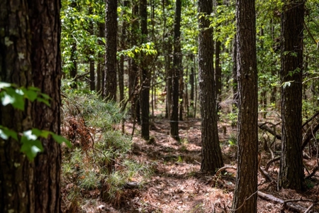Hunting Land For Sale in East Baton Rouge Parish 178 Acres - image 12