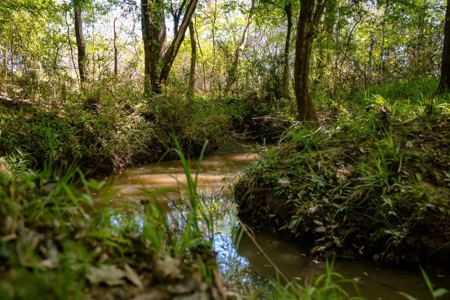 Hunting Land For Sale in East Baton Rouge Parish 178 Acres - image 4