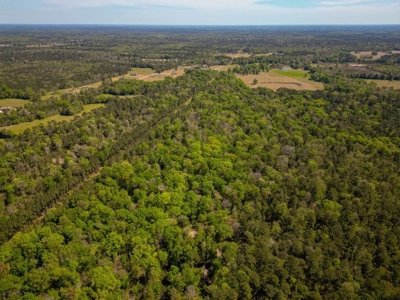 Hunting Land For Sale in East Baton Rouge Parish 178 Acres - image 19