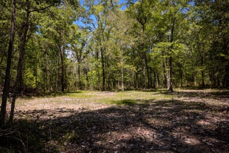 Hunting Land For Sale in East Baton Rouge Parish 178 Acres - image 11