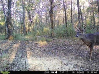 Hunting Land For Sale in East Baton Rouge Parish 178 Acres - image 29
