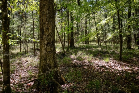 Hunting Land For Sale in East Baton Rouge Parish 178 Acres - image 9