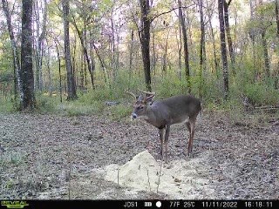 Hunting Land For Sale in East Baton Rouge Parish 178 Acres - image 28