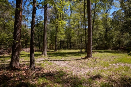 Hunting Land For Sale in East Baton Rouge Parish 178 Acres - image 8