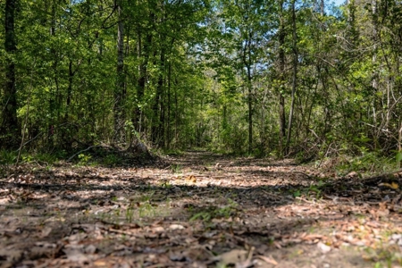 Hunting Land For Sale in East Baton Rouge Parish 178 Acres - image 6