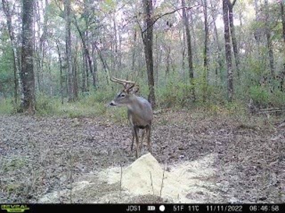 Hunting Land For Sale in East Baton Rouge Parish 178 Acres - image 24