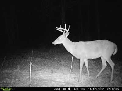Hunting Land For Sale in East Baton Rouge Parish 178 Acres - image 23