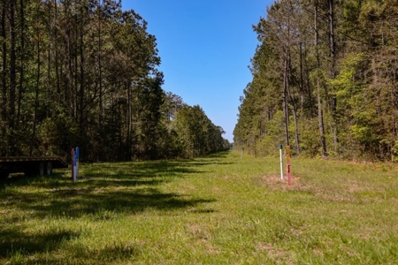 Hunting Land For Sale in East Baton Rouge Parish 178 Acres - image 2