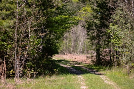 Hunting Land For Sale in East Baton Rouge Parish 178 Acres - image 15