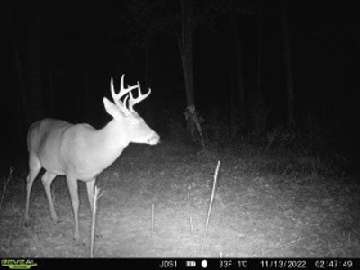 Hunting Land For Sale in East Baton Rouge Parish 178 Acres - image 27