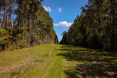 Hunting Land For Sale in East Baton Rouge Parish 178 Acres - image 17