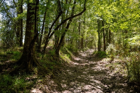 Hunting Land For Sale in East Baton Rouge Parish 178 Acres - image 3