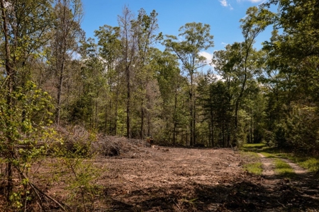 Hunting Land For Sale in East Baton Rouge Parish 178 Acres - image 16