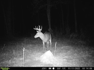 Hunting Land For Sale in East Baton Rouge Parish 178 Acres - image 25