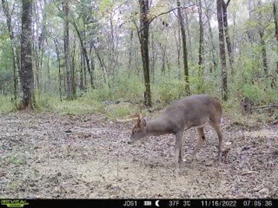 Hunting Land For Sale in East Baton Rouge Parish 178 Acres - image 22