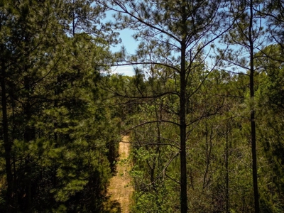 Hunting Land For Sale in East Baton Rouge Parish 178 Acres - image 21