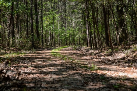 Hunting Land For Sale in East Baton Rouge Parish 178 Acres - image 13