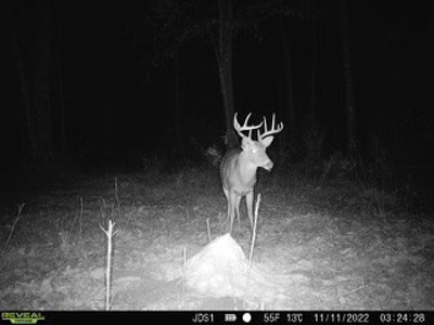 Hunting Land For Sale in East Baton Rouge Parish 178 Acres - image 26