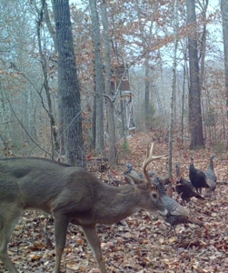 Land for Sale with Acreage in Lewis County Tennessee - image 16