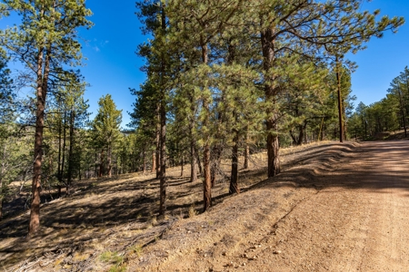 Mountain Land for Sale in Colorado - image 14