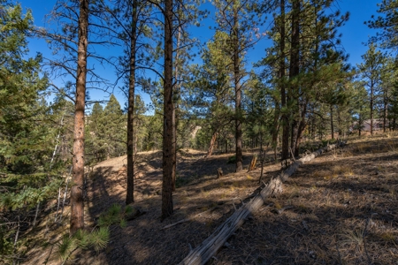 Mountain Land for Sale in Colorado - image 11