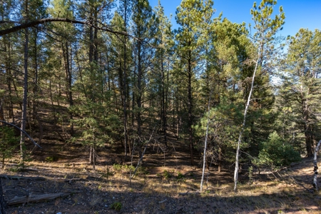 Mountain Land for Sale in Colorado - image 8