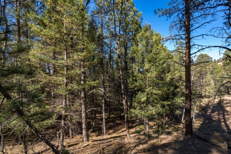 Mountain Land for Sale in Colorado - image 6
